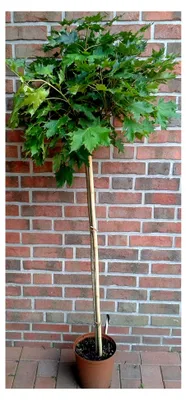 Produktbild von Kugelahorn, Sorte: Globosum, Gesamthöhe: 180-190 cm (Stammhöhe: 130 cm) + Dünger