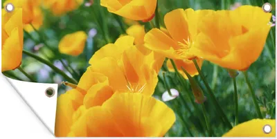 Produktbild von MuchoWow® 60x30 cm Outdoor-Poster Gartendeko Sichtschutz Garten Poster für den Garten  Blumen - Garten - Orange