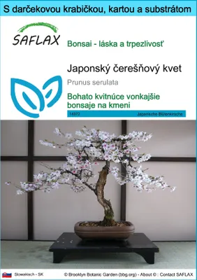Obrázok produktu pre SAFLAX Darčeková sada - Japonský čerešňový kvet - Prunus serulata - 30 Semená - S darčekovou krabičkou, prepravným štítkom, darčekovou kartou a pestovateľským médiom