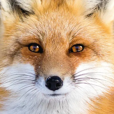 Image de Curious Q Puzzle Animal 7 Fuchs