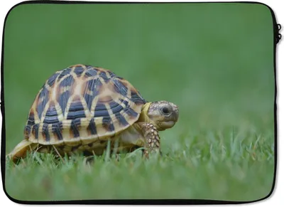 Produktbild von MuchoWow® Laptop Hülle 14 ZollSchildkröte im Gras Laptoptasche - Laptoptasche - Stoßsicher - Schutzhaube