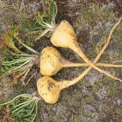 Image de Maca (Lepidium meyenii)  - 50 graines