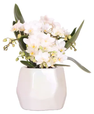 Produktbild von Kolibri Orchids | Weiße Orchidee 'Nazaré' + Pearl Dekotopf Travertine - Topfgröße Ø9cm | Blühende Zimmerpflanze - Frisch vom Züchter