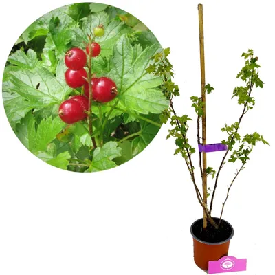 Immagine prodotto di Ribes Glandulosum, bacca decorativa, altezza 40 cm, vaso da 1,5 litri