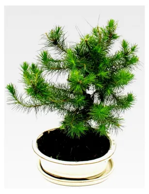 Produktbild von Bonsai - Pinus halepensis - Aleppo-Kiefer - ca. 9 Jahre alt