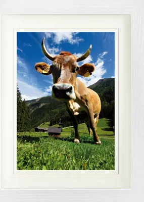 Produktbild von Kühe Gerahmtes Bild Mit Edlem Passepartout | Wand-Bilder | Im Bilderrahmen - Kuh Auf Der Alm (40 x 30 cm)