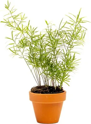 Obrázek produktu pro Gardners Asparagus densiflorus Sprengeri, průměr 6 cm
