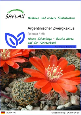 Produktbild von SAFLAX - Argentinischer Zwergkaktus - Rebutia / Mix - 40 Samen
