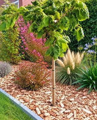 Produktbild von Korkenzieherhasel Corylus avellana Contorta Hochstamm 80 - 100 cm Höhe