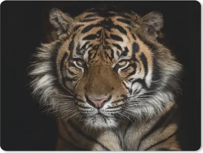Produktbild von MuchoWow® Mauspad Mousepad Tiger - Wilde Tiere - Porträt 23x19 cm - Mousepads - Maus Mat - Pad - Mausunterlage - Schreibtischunterlage - Mauspad