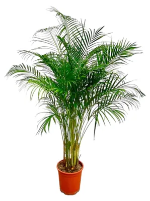 Produktbild von Dypsis Lutescens (Areca Palm) - 140-160cm - Ø27cm - Zimmerpflanze - Immergrün