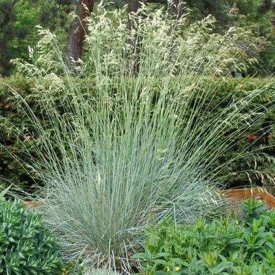Produktbild von 6 x Schmucklilie  - Helictotrichon sempervirens 'Saphirsprudel'  | Topf 9cm x 9cm