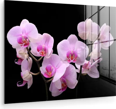 Produktbild von MuchoWow Glasbilder - Bilder auf Wandbild - Foto auf Glas Orchidee - Blumen - Rosa - Flora 80x60 cm Wanddekoration aus Glas - Acrylglasbild - Acrylbilder - Wanddekorationen
