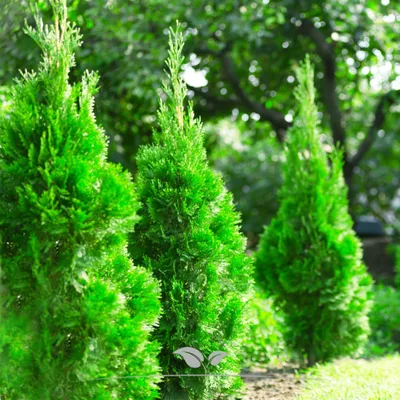 Produktbild von Lebensbaum Thuja Smaragd 120-140 cm, 10x Heckenpflanze