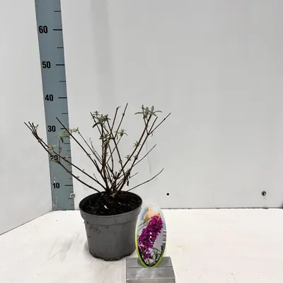Zdjęcie produktu dla Buddleja davidii 'Royal Red' – budleja | 30–40 cm w doniczce