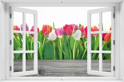 Produktbild von Wallario Outdoor-Poster für Garten oder Balkon 61 x 91,50 cm: Rote  weiße und pinke Tulpen im Frühling