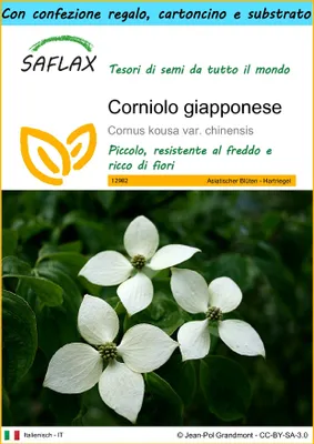 Immagine prodotto di SAFLAX Set regalo - Corniolo giapponese - 30 semi - Cornus