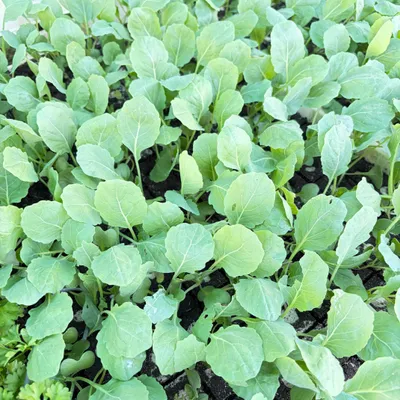 Produktbild von Rosenkohl Jungpflanzen 12er Set