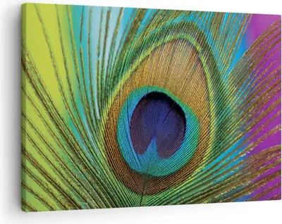 Produktbild von Bild auf Leinwand - Leinwandbild - Einteilig - Pfauen Federn Regenbogen - 70x50cm - Wand Bild - Wanddeko - Wandbilder - Leinwanddruck - Bilder - Wanddekoration - Leinwand bilder - AA70x50-4385