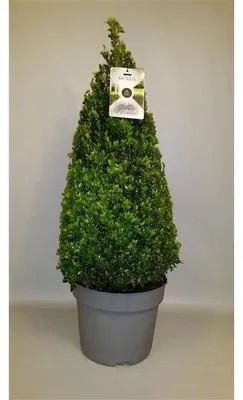 Produktbild von 5 Stück Buchsbaum Pyramide - Kegel 90 cm Buxus sempervirens