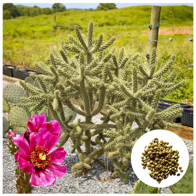 Zdjęcie produktu dla Nasiona Cylindropuntia Spinosior - zestaw 5 sztuk - Nasiona kaktusów - Mrozoodporna - Cylindropuncja twardawa