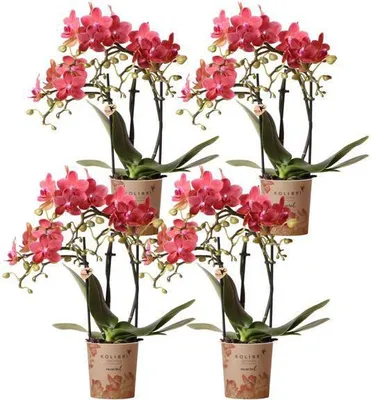 Obrázok produktu pre Orchidey Phalaenopsis Kongo Red, 4 kusy, výška 30–35 cm, priemer 9 cm, červené, nenáročné na starostlivosť