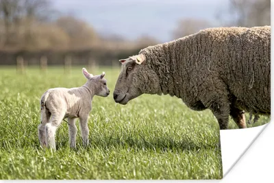 Produktbild von MuchoWow® Poster Schafe - Gras - Lamm 90x60 cm - Schlafzimmer