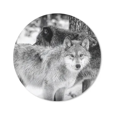 Produktbild von MuchoWow® Mauspad Mousepad Gruppe von Wölfen in Schwarz und Weiß 40x40 cm - Mousepads - Maus Mat - Pad - Mausunterlage - Schreibtisch Accessoires