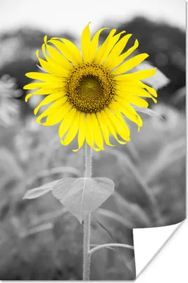 Produktbild von MuchoWow® Poster Blumen - Sonnenblume - Gelb - Schwarz - Weiß 80x120 cm - Papierdruck