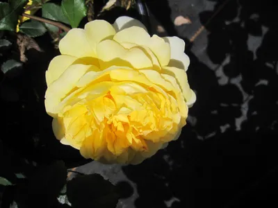 Produktbild von Rosa The Poet's Wife ® - Englische Strauchrose - David Austin Rose