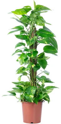 Produktbild von Efeutute am Moosstab - pflegeleichte Zimmerpflanze, Epipremnum aureum - Höhe ca. 80 cm, Topf-Ø 19 cm