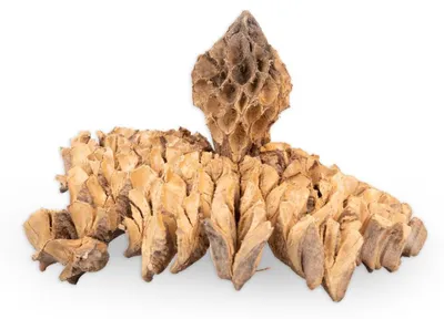 Wabenfrucht ca. 10 cm, Magnolia ovata, Naturdeko