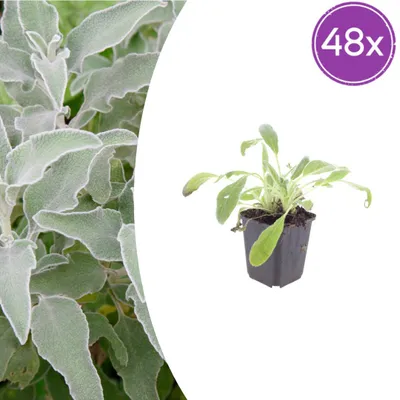 Produktbild von Stachys byzantina | 48 Stück - 10-25cm - Ø9cm - Gartenpflanze