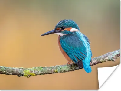 Produktbild von MuchoWow® Poster Vogel - Eisvogel - Tiere - Zweig 120x90 cm - Wandbild