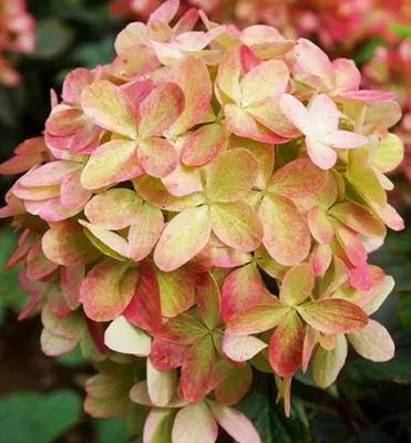 Produktbild von Rispenhortensie ´GRAFFITHI®´ 20-30 cm, Cont. 1,4 l