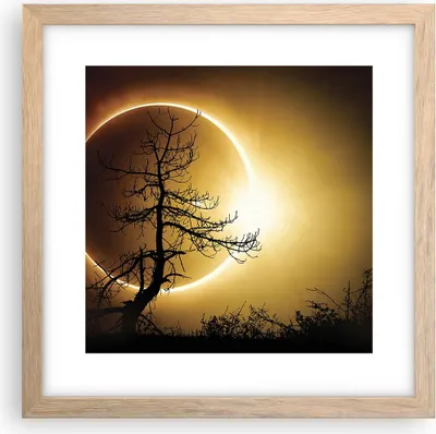 Produktbild von Gerahmtes Poster - Rahmen in heller Eiche - Sonnenfinsternis die Sonne Baum - 30x30 cm - Wand Bild - Wanddeko - Wandbilder - Wandposter - Bilderrahmen - Bilder - Kunstdruck - P2NAC30x30-4349