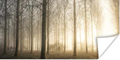 Produktbild von MuchoWow® Poster Wald - Sonne - Nebel 160x80 cm - Foto Poster