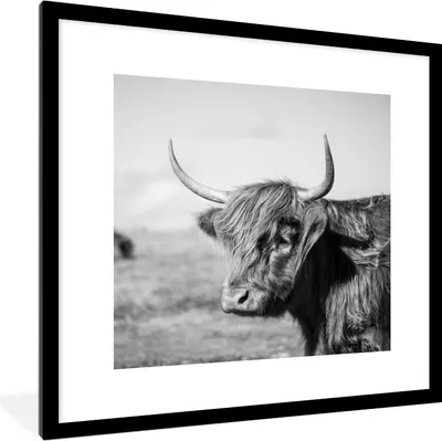 Produktbild von MuchoWow® Gerahmtes Poster Schottischer Highlander - Tiere - Schwarz - Weiß 40x40 cm - Poster mit Schwarzem Bilderrahmen Wandposter Rahmen Foto Bilder - Poster - Plakat im Rahmen