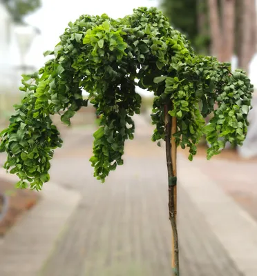 A weeping tree with green leaves, supported by a stake, outdoors on a paved path.