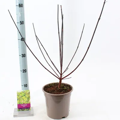 Image de Cornus alba 'Kesselringii'  - Cornouiller | 40-60 cm en pot