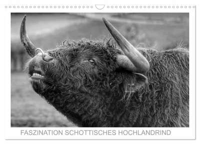 Produktbild von Faszination Schottisches Hochlandrind (Wandkalender 2027 DIN A3 quer), CALVENDO Monatskalender