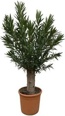 Produktbild von Nerium Oleander Bonsai mediterrane blühende Kübelpflanze mit duftenden Blüten