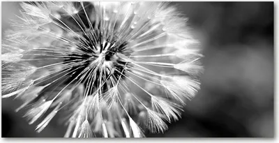 Produktbild von Tulup® Glas-Bild - 100x50 -Wandkunst - Wandbild hinter gehärtetem Sicherheitsglas  - Blumen & Pflanzen - Pusteblumen - Schwarzweiß