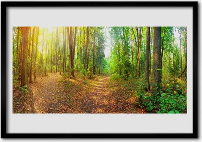 Produktbild von Bild 100x70 MDF-Rahmen Wandkunst Natur Wald Bäume
