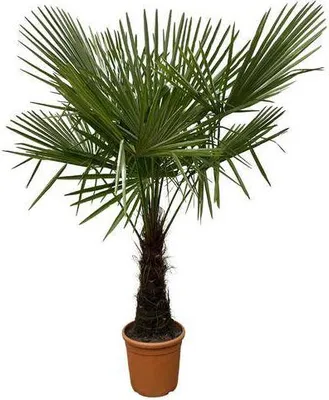 Produktbild von Hanfpalme – Trachycarpus 180cm – Ø30cm – Immergrüne Palme mit fächerförmigen Blättern – Exotische Kübelpflanze für Garten, Terrasse, Balkon & Innenbereich – Pflegeleicht