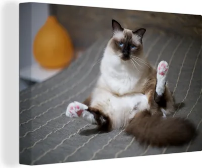 Produktbild von OneMillionCanvasses® - Leinwandbilder - 140x90 cm, Katze - Fell - Braun, Wandbilder Kunstdruck Wanddekoration