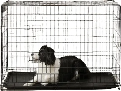 Image de Cage de transport pliable pour chien, avec 2 portes – confortable et durable – 106 x 77,5 x 70 cm