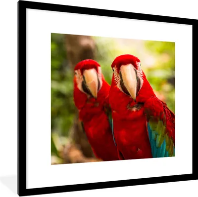 Produktbild von MuchoWow® Gerahmtes Poster Papageien - Vögel - Dschungel 40x40 cm - Poster mit Schwarzem Bilderrahmen Wandposter Rahmen Foto Bilder - Poster - Plakat im Rahmen