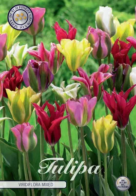 Artikelbild 2 von 'Tulpe Viridiflora Mix (7 Stück)' aus der Kategorie Tulpenzwiebeln