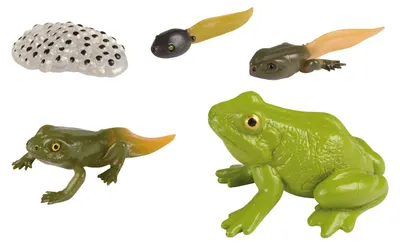 Produktbild von EDUPLAY 120764 Lebenszyklen Frosch